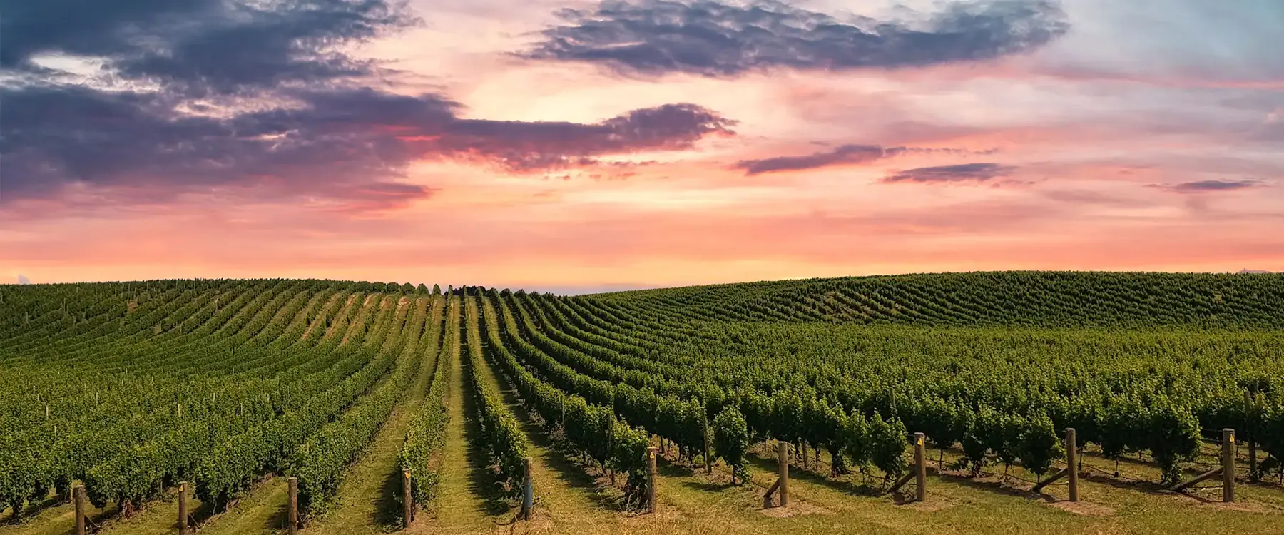 Vignoble et domaine viticole, terrain de jeu pour une expérience d'œnotourisme ludique Les Francs Limiers